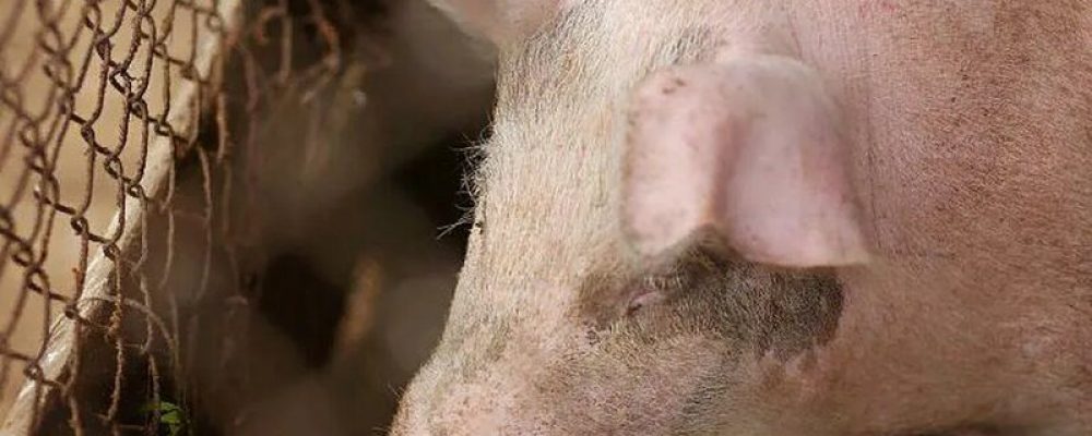 Африканскую чуму свиней обнаружили в Калачеевском районе