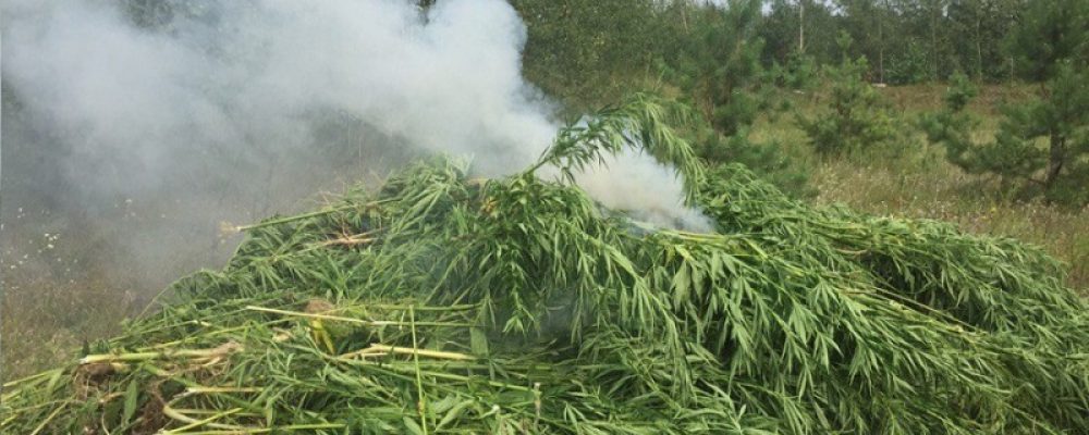 Калачеевские полицейские уничтожили более 1000 кустов дикорастущей конопли