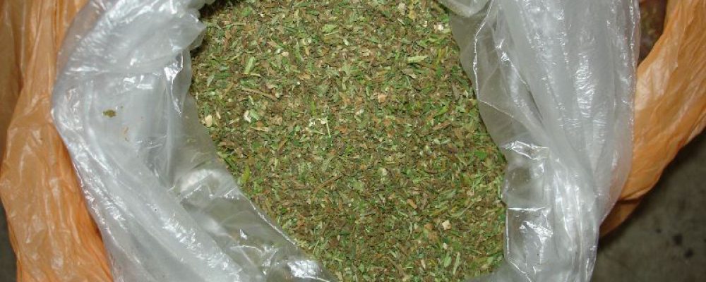 В Калаче возбуждено уголовное дело по факту незаконного хранения крупной партии наркотика