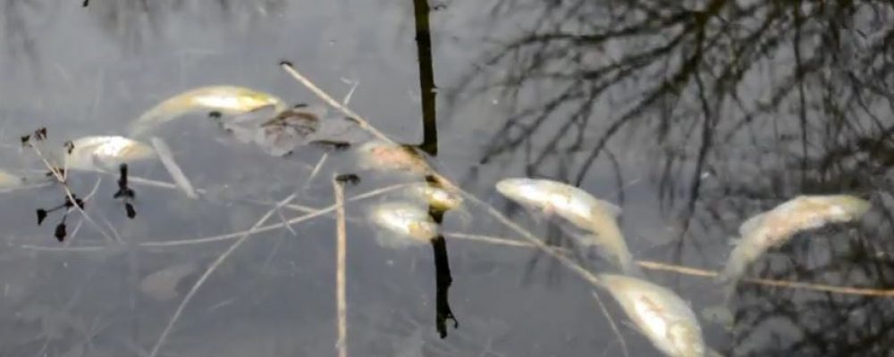 В сельском пруду под Калачом массово погибла рыба
