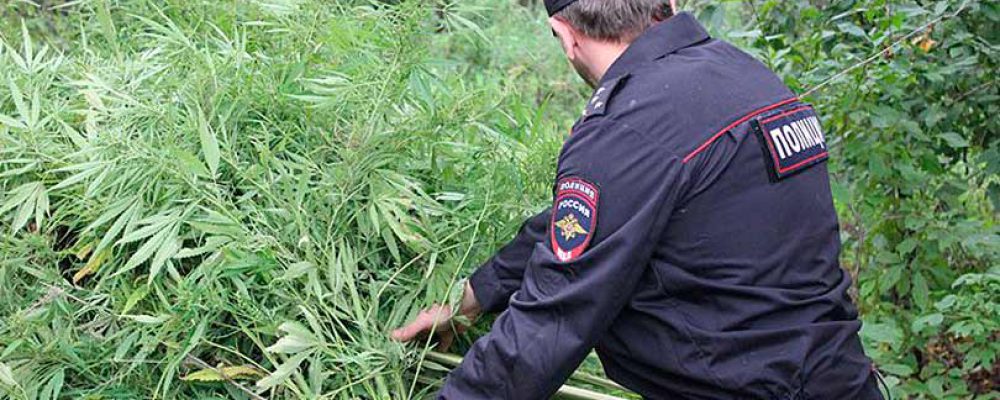 В Калачеевском районе полицейскими пресечено незаконное культивирование запрещенных растений