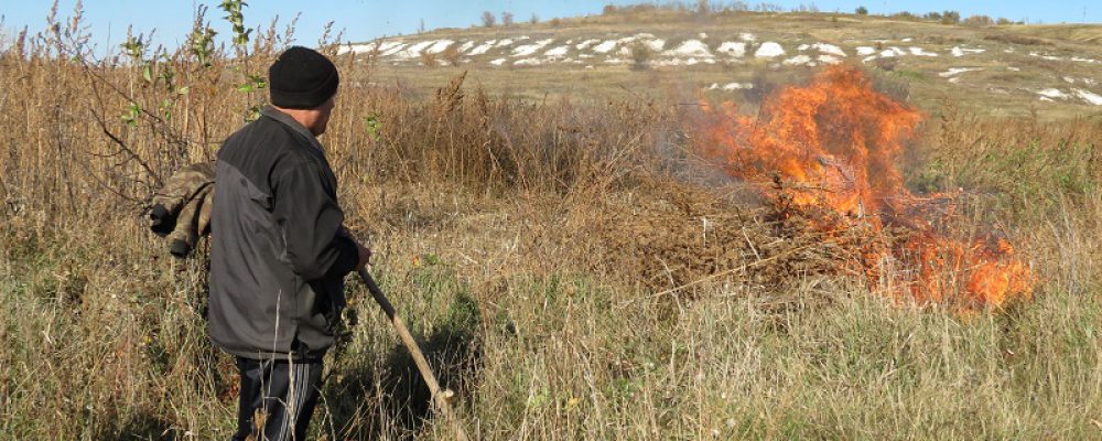 Калачеевские полицейские уничтожили более 6000 кустов дикорастущей конопли