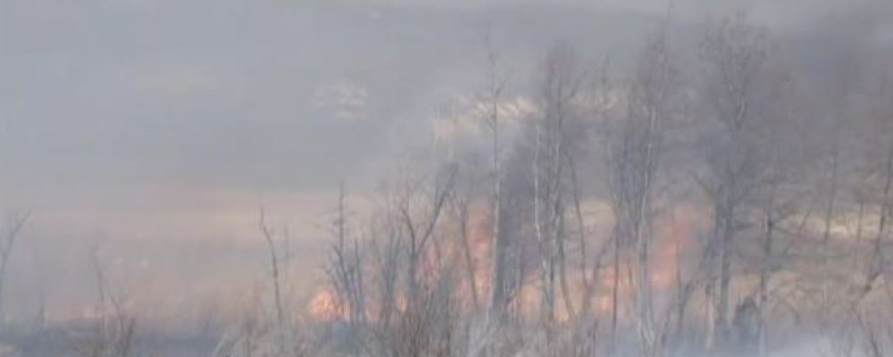 Чтобы уберечь лес от пожаров, калачеевцы выжгли несколько гектаров «опасной» травы