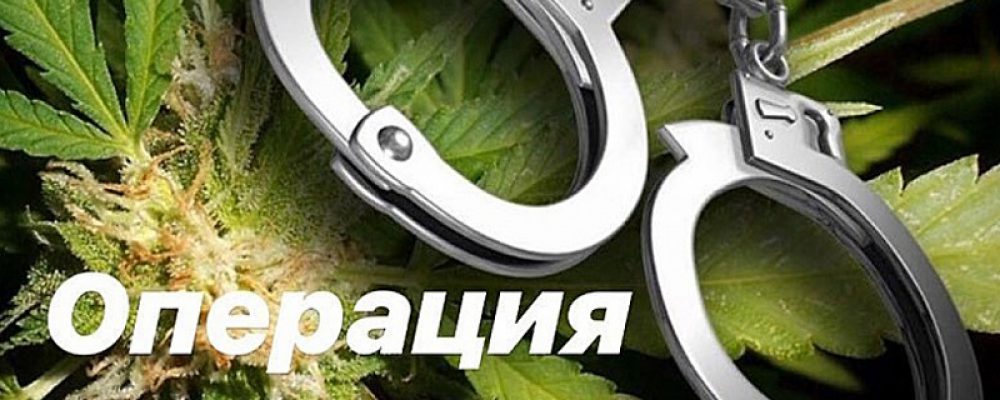 В Калачеевском районе началась антинаркотическая операция «Мак-2020»